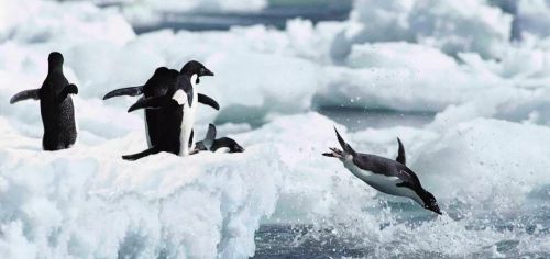 生活在无淡水环境下的企鹅喝什么饲料(企鹅喝淡水还是海水)