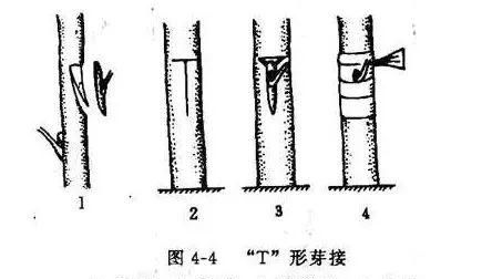 果树嫁接技术大全(果树嫁接十八种)