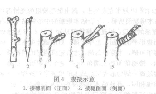 果树嫁接技术大全(果树嫁接十八种)