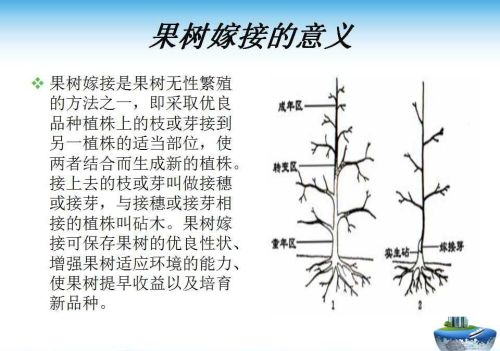 果树嫁接技术方法(果树嫁接的五种常用方法)