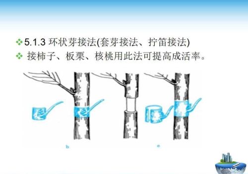 果树嫁接技术方法(果树嫁接的五种常用方法)