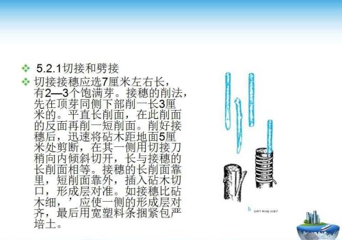 果树嫁接技术方法(果树嫁接的五种常用方法)