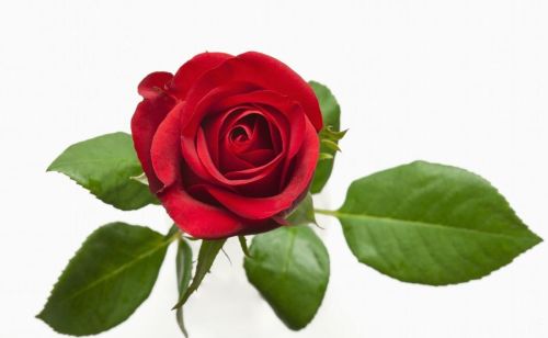 玫瑰为什么能成为爱情的象征呢(玫瑰为什么能成为爱情的象征英语)