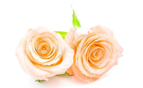 玫瑰为什么能成为爱情的象征呢(玫瑰为什么能成为爱情的象征英语)