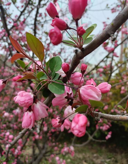 春风荡漾,海棠盛开是什么歌(春风海棠诗)