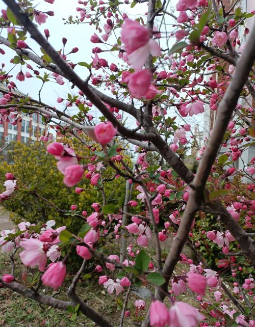 春风荡漾,海棠盛开是什么歌(春风海棠诗)