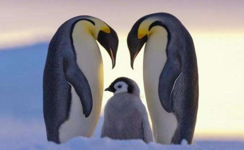 南极企鹅吃人吗(南极企鹅吃什么?)