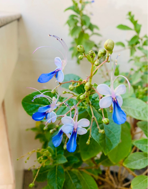 开花蓝色像蝴蝶的植物(花型像蝴蝶,蓝色的是什么花)