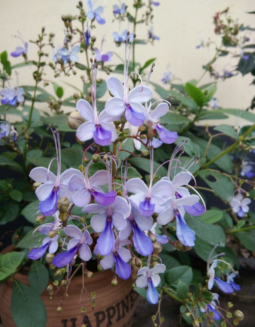 开花蓝色像蝴蝶的植物(花型像蝴蝶,蓝色的是什么花)