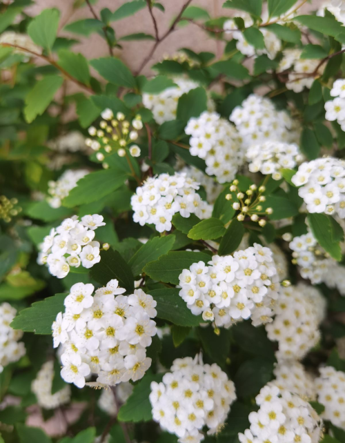 开花蓝色像蝴蝶的植物(花型像蝴蝶,蓝色的是什么花)