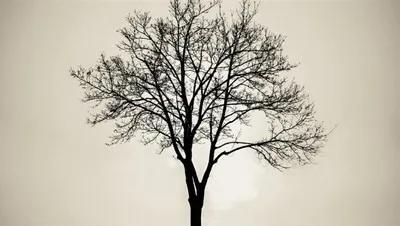 我愿是一棵树,长在你必经的路旁(我愿是一棵树诗歌)
