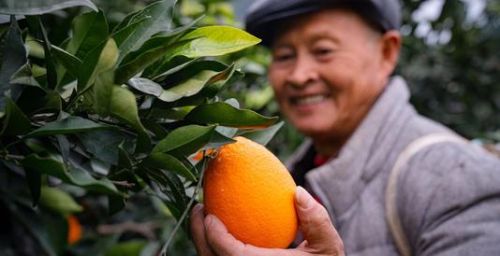 中国的橙子到底哪里的最好吃呢(中国的橙子到底哪里的最好吃又甜)