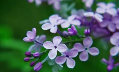 芭蕉不展丁香结,同向春风各自愁(芭蕉不展丁香结是什么意思)