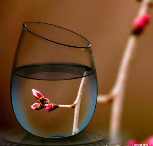 杯子与水的爱情故事说明什么(杯子与水的爱情)