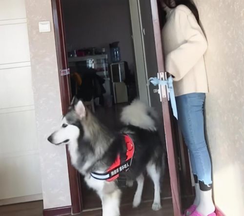 为什么女生喜欢养阿拉斯加(女生适合养阿拉斯加犬吗)