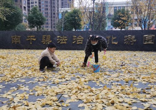 银杏叶被大风吹落(银杏树叶被风吹散)