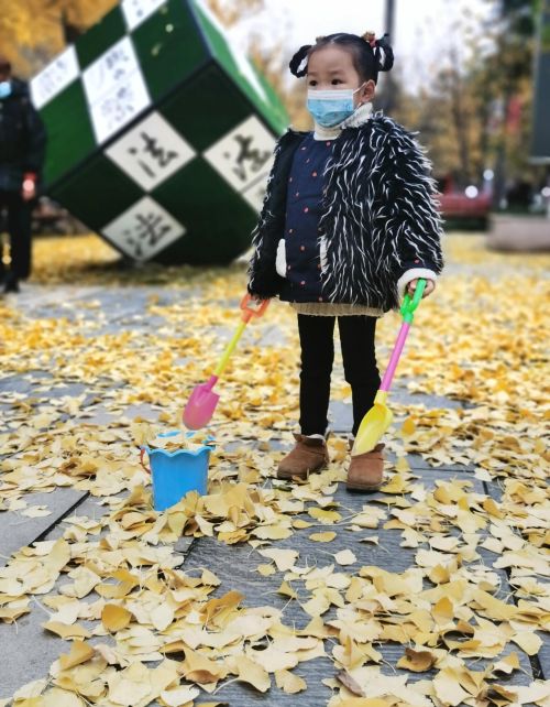 银杏叶被大风吹落(银杏树叶被风吹散)