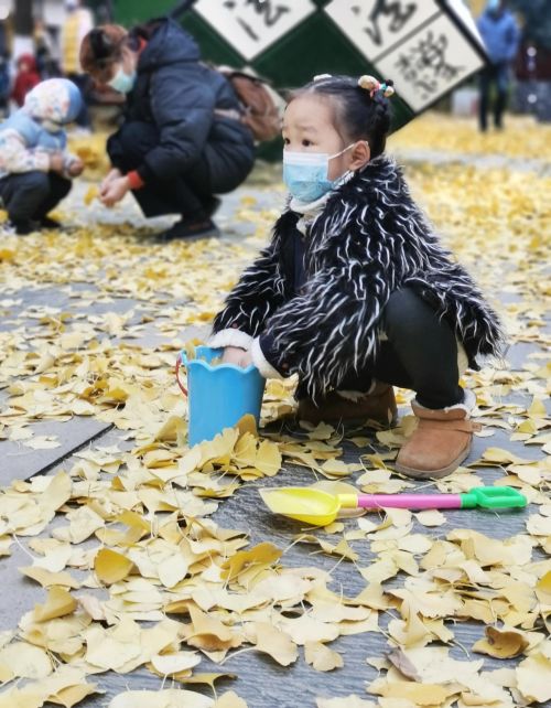 银杏叶被大风吹落(银杏树叶被风吹散)