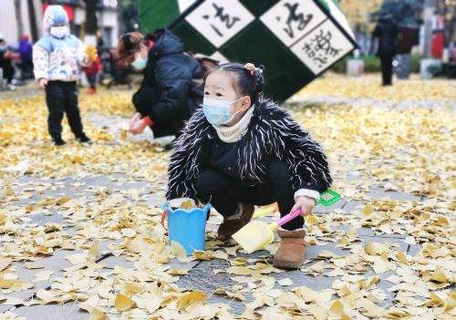 银杏叶被大风吹落(银杏树叶被风吹散)