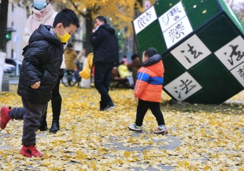 银杏叶被大风吹落(银杏树叶被风吹散)