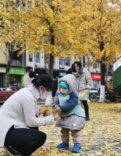 银杏叶被大风吹落(银杏树叶被风吹散)