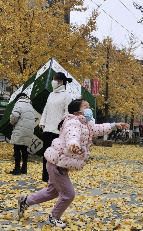 银杏叶被大风吹落(银杏树叶被风吹散)