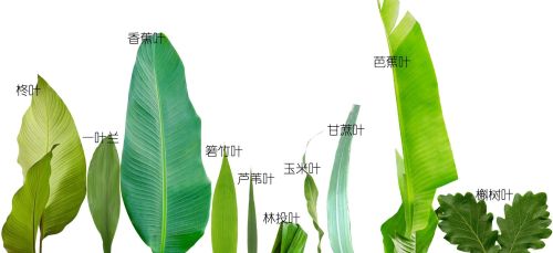 您见过哪些粽叶？这里介绍15种常见可用于包粽的叶子