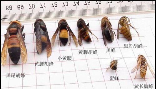 中国昆虫多少种(昆虫种类最多的国家)