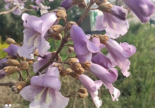 桐花煮水泡脚有何作用(桐花煮水治什么?)