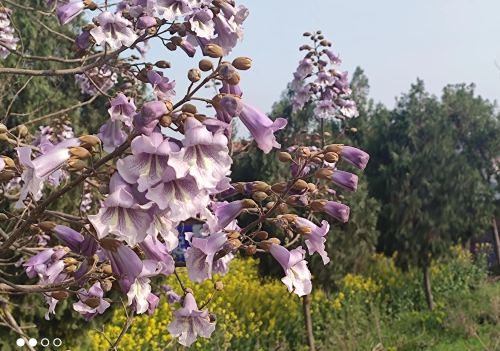 桐花煮水泡脚有何作用(桐花煮水治什么?)