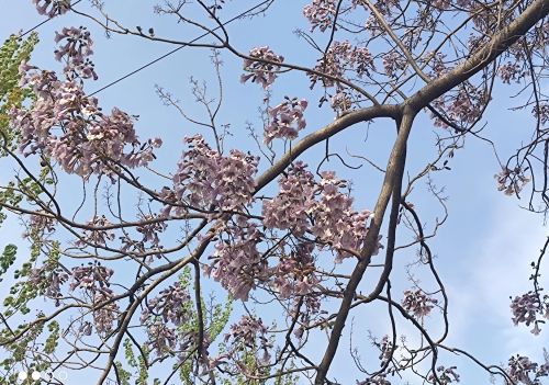 桐花煮水泡脚有何作用(桐花煮水治什么?)