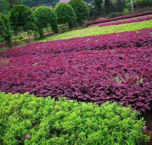 红花檵木观赏特性和园林用途(红花檵木的观赏特性)