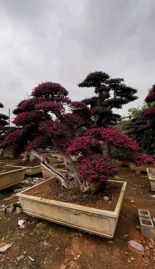 红花檵木观赏特性和园林用途(红花檵木的观赏特性)