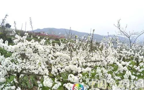 桃红李白花时节(桃花红李花白诗词)