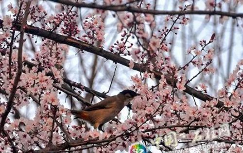 桃红李白花时节(桃花红李花白诗词)