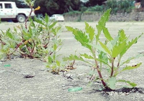 植物的战斗训练怎么开(我想看各种各样植物战机的图片)