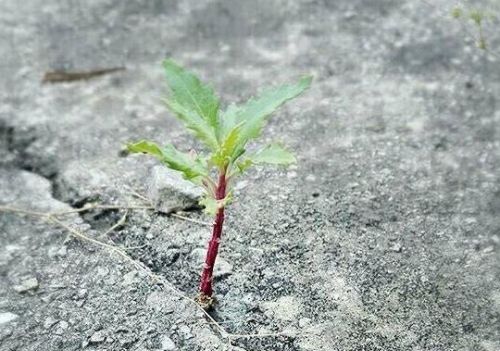 植物的战斗训练怎么开(我想看各种各样植物战机的图片)