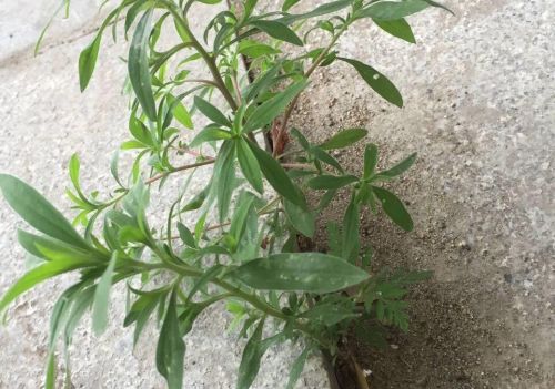 植物的战斗训练怎么开(我想看各种各样植物战机的图片)