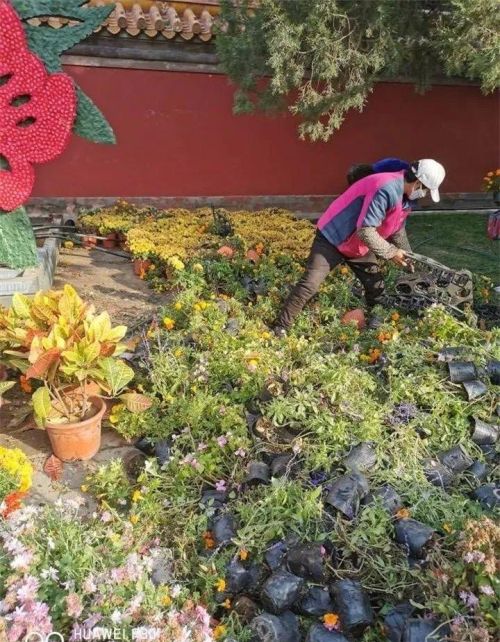 半死不活的花放家里好吗(半死不活的植物风水)