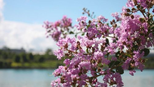 花有百日红人无再少年什么意思(花有百日红人与狗不同)