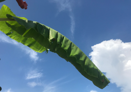 院子里种芭蕉(院子里栽芭蕉树好不好?)