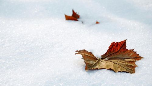 落雪白头下一句(落雪白头的诗句)