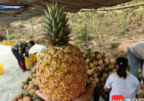 三亚“新奇特优”再添新员 50亩芒果菠萝上市受青睐