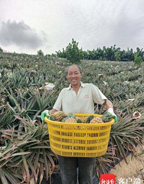 三亚“新奇特优”再添新员 50亩芒果菠萝上市受青睐
