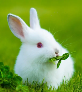 为什么小白兔的眼睛是红红的呢(为什么小白兔的眼睛是红色的呢)