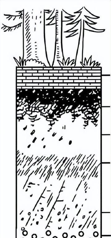 高一地理必修一植被与土壤知识点总结(高一地理植被与土壤的思维导图)