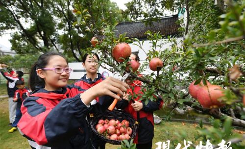 小学生劳动种植(劳动果实怎么写)