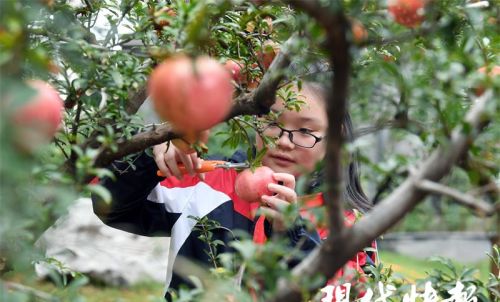 小学生劳动种植(劳动果实怎么写)