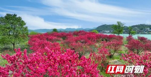 耒阳哪里有桃花看(湖南耒阳风景区)