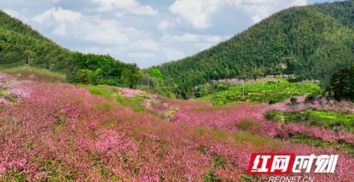 耒阳哪里有桃花看(湖南耒阳风景区)